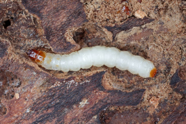 a larva of the ant beetle (thanasimus formicarius). cleridae under the bark of a dead tree. - formicarius imagens e fotografias de stock