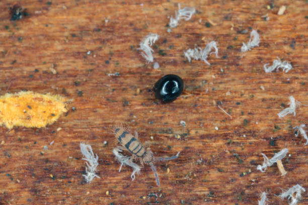 Springtails and black mite - mesostigmata, beetle Mite also known as oribatid mites under the bark of a dead tree. Springtails and black mite - mesostigmata, beetle Mite also known as oribatid mites under the bark of a dead tree. collembola stock pictures, royalty-free photos & images