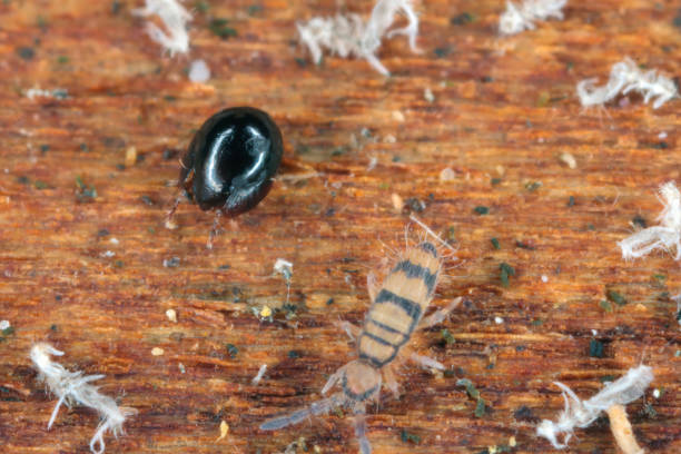 istock Springtails and black mite - mesostigmata, beetle Mite also known as oribatid mites under the bark of a dead tree. 1453592404