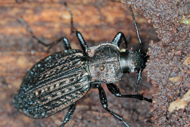 istock Ground beetle, Carabus granulatus, on deadwood. 1453592422