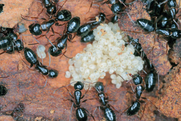 istock Black ants (Camponotus) under the bark of a dead tree caring for young larvae. 1453592432