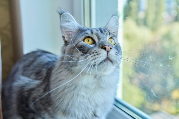 istock Serious attentive cat looking out the window, hunting for birds 1453592990