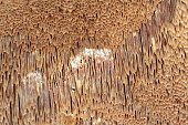 Fungus, mushroom, the fruiting body of a fungus on wood.