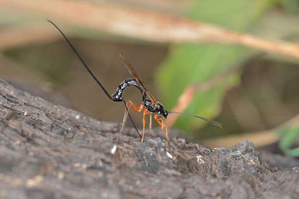 Ichneumon wasp (Dolichomitus imperator). The wasp deposits its eggs into a host larva.