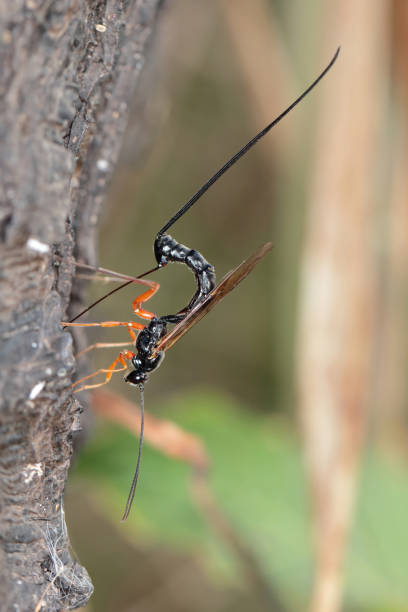Ichneumon wasp (Dolichomitus imperator). The wasp deposits its eggs into a host larva.