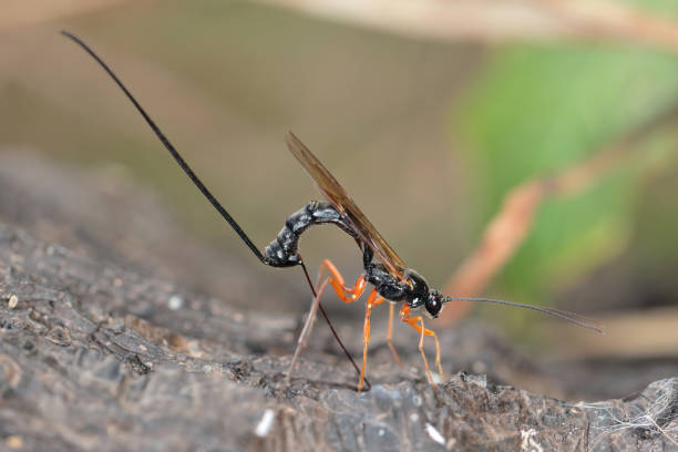 istock Ichneumon wasp (Dolichomitus imperator). The wasp deposits its eggs into a host larva. 1453593123