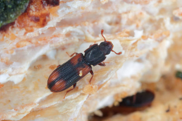 istock Saddle backed Bitoma, Wedge shaped Beetle (Bitoma crenata, Ditoma crenata), on deadwood. 1453593128