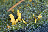 Fungus, mushroom, the fruiting body of a fungus on wood.