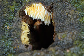 Fungus, mushroom, the fruiting body of a fungus on wood.