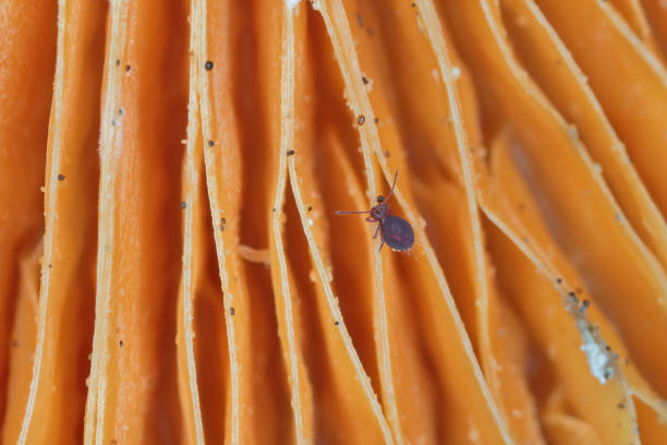 collembole globulaire pourpre (ordre symphypleona) sur l’hyménophore d’un champignon dans la forêt. - globular photos et images de collection