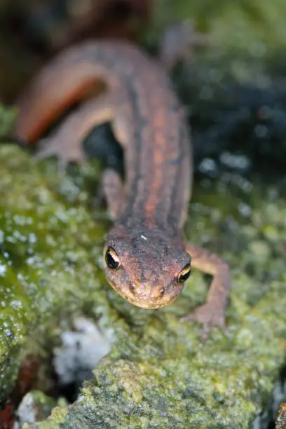 Lissotriton vulgaris, known as the smooth newt or the common newt. An individual looking for a place to overwinter in the forest litter.