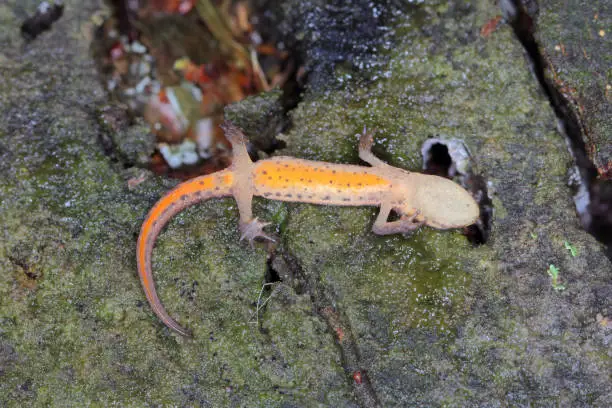 Lissotriton vulgaris, known as the smooth newt or the common newt. It shows a brightly colored abdomen which deters predators by suggesting that it is poisonous and nonpareil.