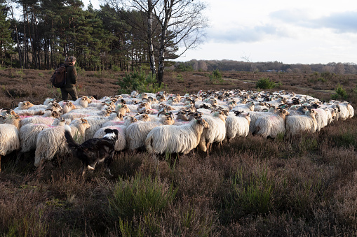 Laren, Netherlands, December 26, 2022; Sheep herd with the shepherd and sheep dog in the heath landscape.