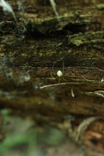istock Spider in the forest on a tree, summer forest atmosphere 1453594985