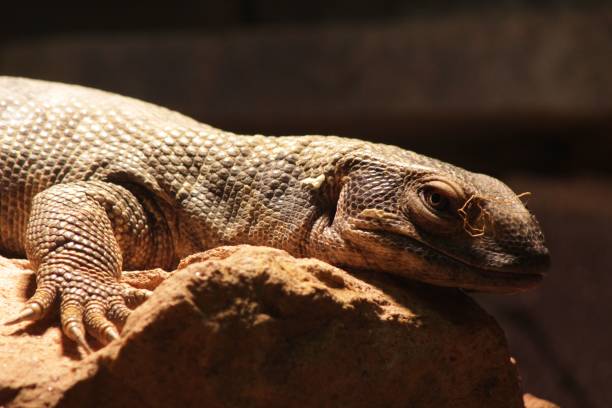 Closeup shot of the Savannah monitor on the stone in the zoo A closeup shot of the Savannah monitor on the stone in the zoo monitor lizard stock pictures, royalty-free photos & images