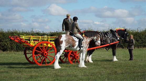 Great Gransden, Cambridgeshire, England - September 24, 2022:  Vintage Hay cart being pulled by Shire Horse and  Clydesdale horse and rider.