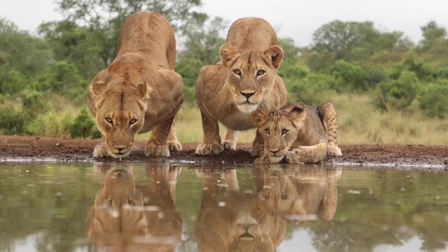 Eye-level clip of lionesses and cub pausing to look past the camera while drinking at Zimanga, South Africa.