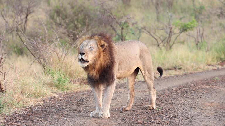 An adult, black-maned male lion roaring in Zimanga, South Africa.