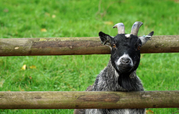 木製の柵のレールに頭を通すヤギ - sheep fence zoo enclosure ストックフォトと画像