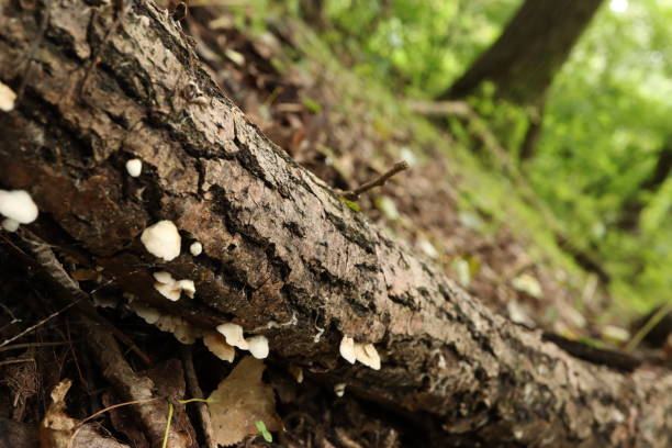 죽은 나무, 가을 숲에 많은 곰팡이 - moss fungus macro toadstool 뉴스 사진 이미지