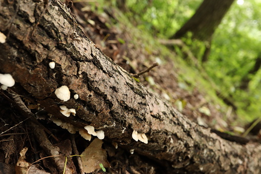 Autumn mushrooms, green woods