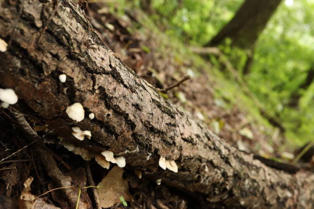 много грибов на мертвом дереве, осенний лес - moss fungus macro toadstool стоковые фото и изображения