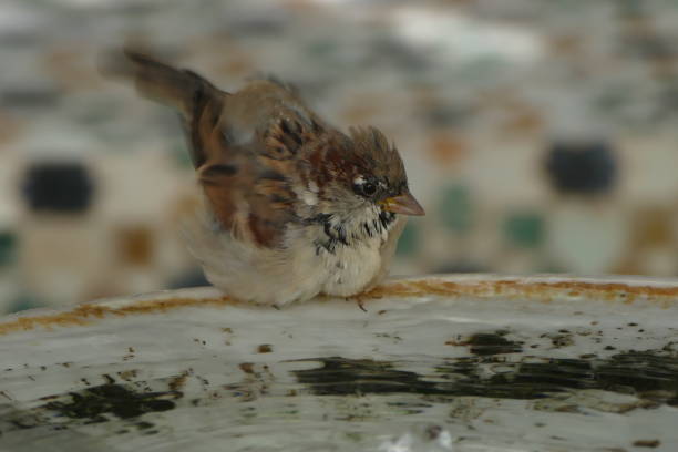 Small bird on a fountain, Marrakech