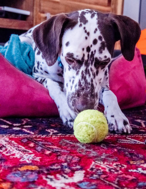 istock Dalmatian dog at home 1453600700