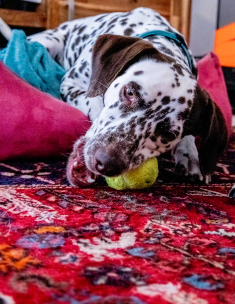 istock Dalmatian dog at home 1453600717