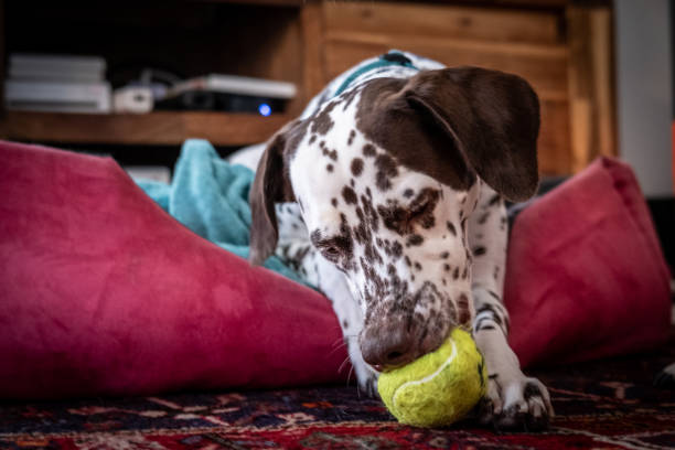 istock Dalmatian dog at home 1453600725