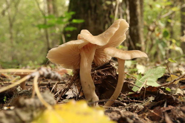istock Clitocybe fragrans in the autumn forest 1453601676