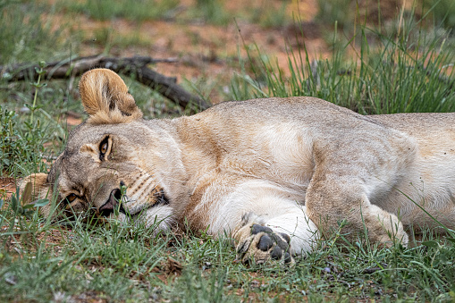 The African subspecies is typically found in grassland savannah, woodlands and scrub – defined as land dominated by shrubs and low-lying woody vegetation. The tree-climbing lions of Virunga live primarily in the Ishasha valley – a transboundary ecosystem co-managed with Uganda – where they compete with humans for habitat and resources. Lions are the only species of big cat which lives in social groups. Known as prides, they comprise a few males, several females and their cubs. Despite males being stronger, the faster females are the pride’s primary hunters. Typically lions prey on large mammals, like buffalo and antelope, which are in decline in the Ishasha valley. After tigers, African lions are the Earth’s second largest feline. They are also the fourth largest land predator. Males have manes that darken with age and they can weigh up to 500 lbs (225 kg), whereas females weigh 265 lbs (120 kg) on average. Faint spots adorn the fur of lion cubs, helping them to avoid detection from predators.