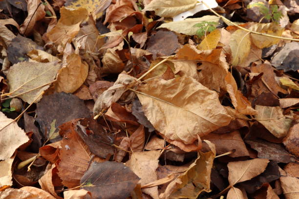istock Dew drops on dry leaf, autumn forest atmosphere 1453603674