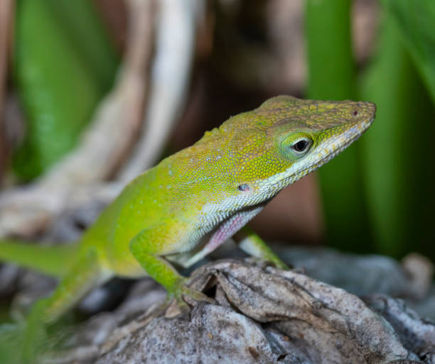 istock Gecko in North Carolina 1453604519