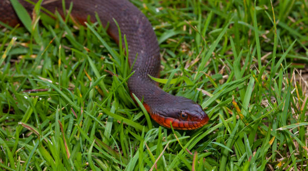 istock Snake coming toward the viewer 1453604526