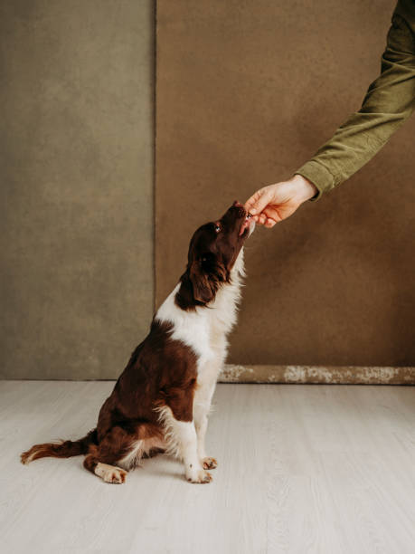 istock Cute dog and his owner in studio learning tricks 1453604552