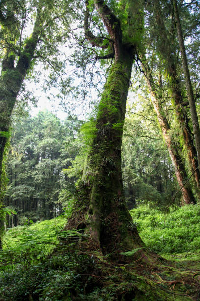 istock Old Big tree at Alishan national park area in Taiwan. 1453604559