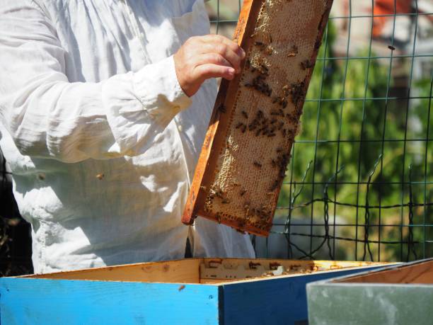 istock Master bee keeper pulls out a frame with honey from the beehive in the colony. 1453605686