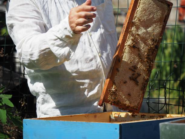 istock Master bee keeper pulls out a frame with honey from the beehive in the colony. 1453605942