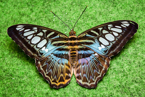 Close up of colourful butterfly in vegetation.