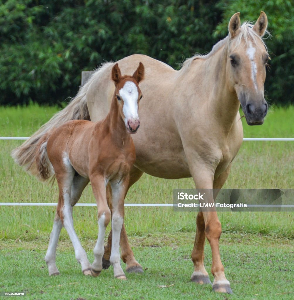 Mare and filly Criollo Horse Stock Photo