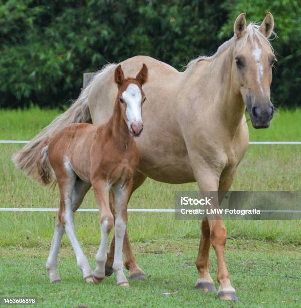 Mare And Filly Stock Photo - Download Image Now - Criollo Horse, Horse, Animal