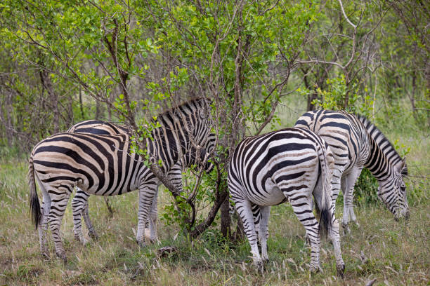 A herd of zebras in the open bush land in the Kruger National Park in South Africa