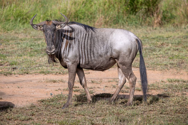 그누라고도 알려진 푸른 누우 - wildebeest 뉴스 사진 이미지