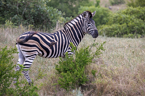 Single zebra seen from the side in the open grassland in the Kruger National Park in South Africa