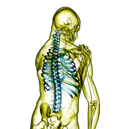 3d render of human body and skeleton