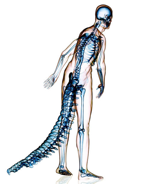 The bones of the skull are 22 bones, organized into a cranial skeleton (8 bones) that surrounds the brain and a facial skeleton (14 bones )