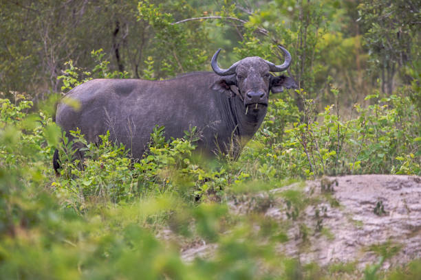 istock Large Africa buffalo watching the photographer while eating grass 1453607065