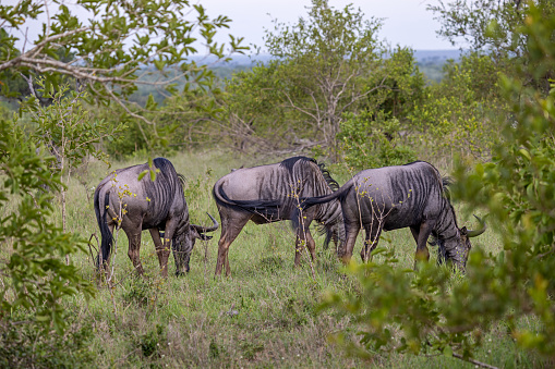 Small herd of blue wildebeest also know as gnu in a open grass land in the Kruger National Park in South Africa