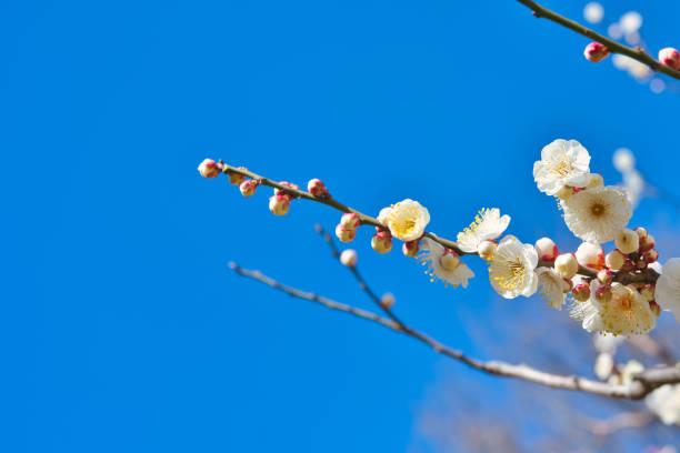 Springtime blossom landscape in Antalya, Turkiye